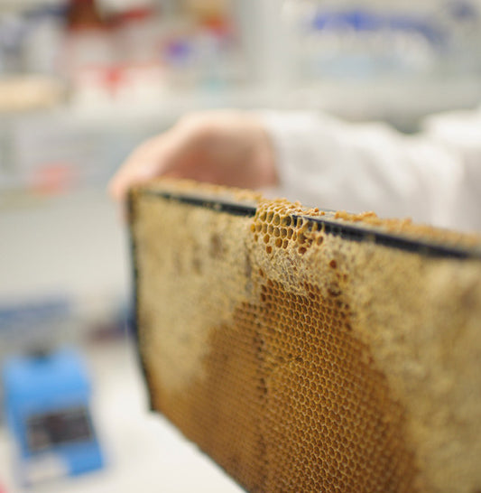 Research partnership established to examine the effects of Mānuka honey on health