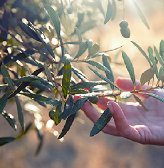 The science behind free radicals and how olive leaf extract can help