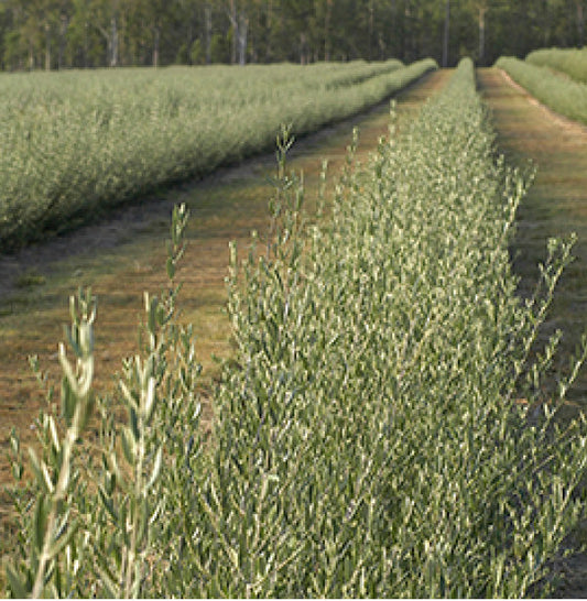 Olive tree rows