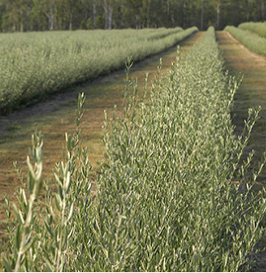 Why sustainability matters and how we do it