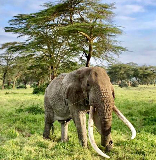 A Powerful New Partnership to Help Save the Wild