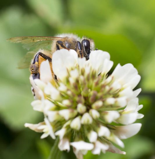 Create a Bee Friendly Garden