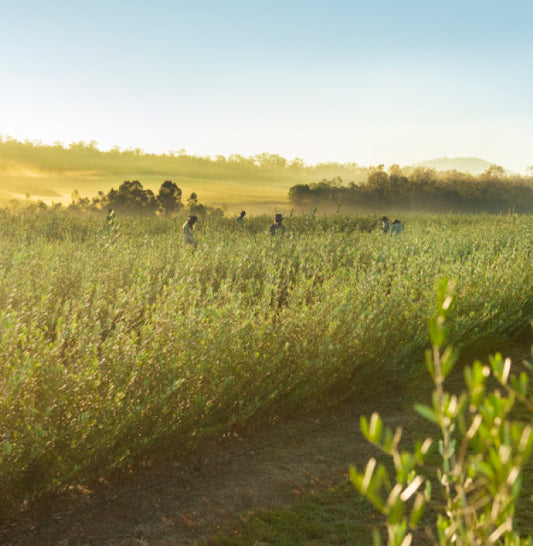 Australian Made Olive Leaf Extract
