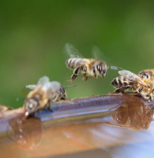 Comvita is helping Kiwis protect our bees this Bee Aware Month