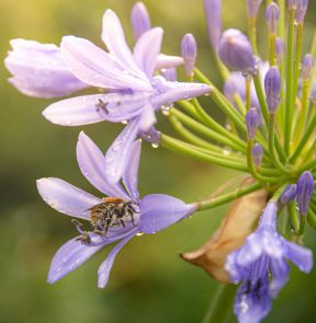 Bee on agapanthus