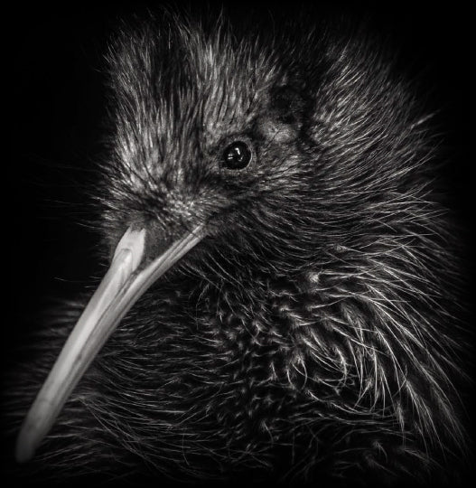 Protecting kiwi