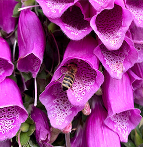 Bee on pink flower