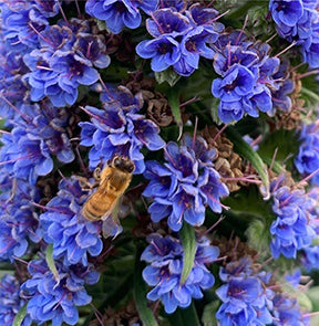 Bee on purple flowers