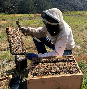 Protecting Our Beehives