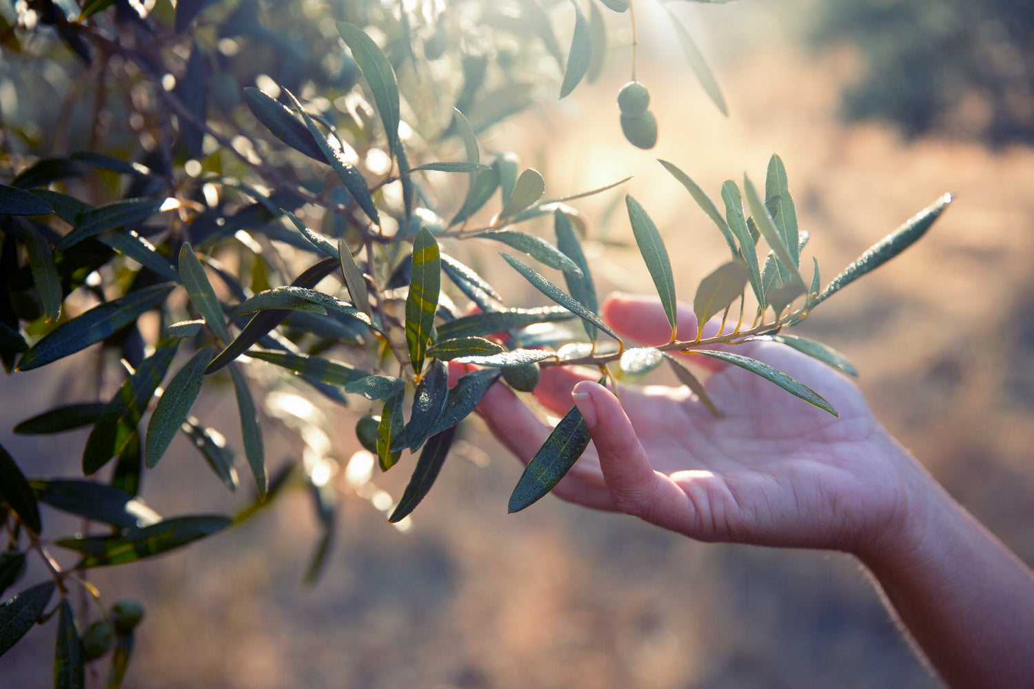 Hand picking olive leaves