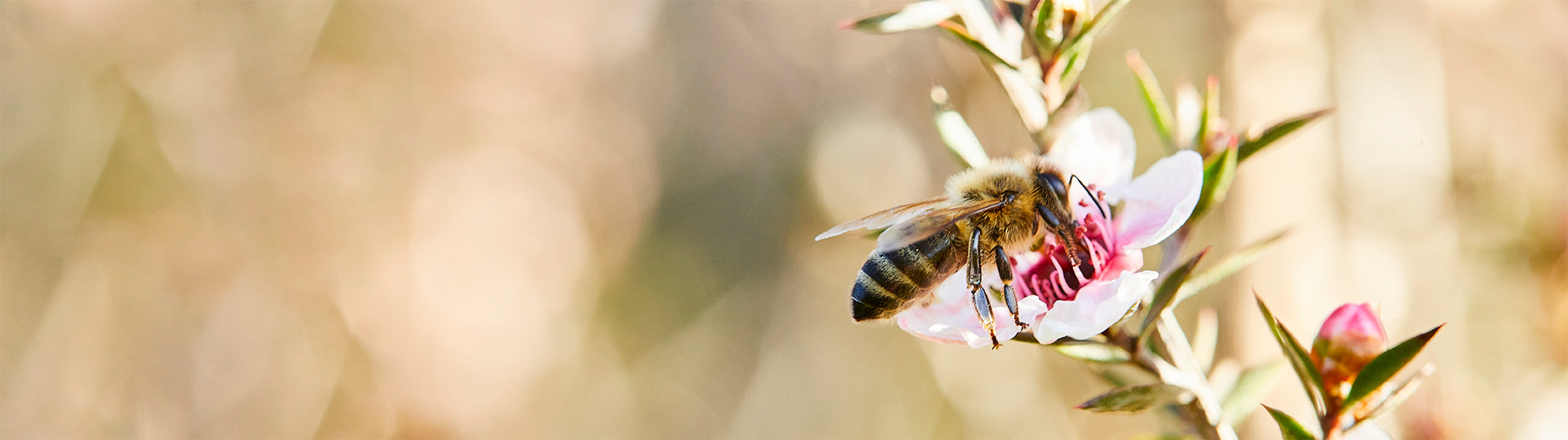 Honey bee on manuka flower