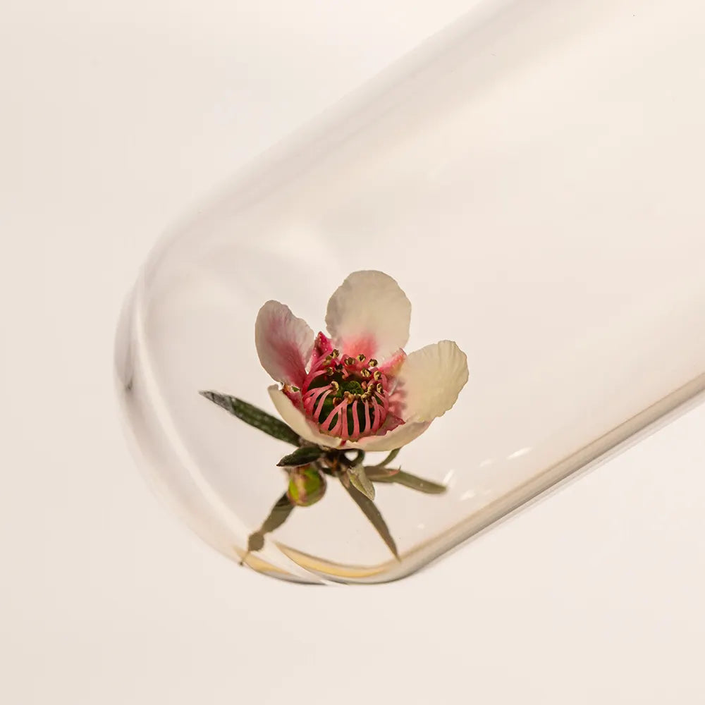 manuka flower on a test tube