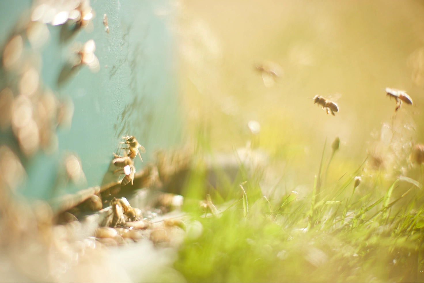 bees in flight