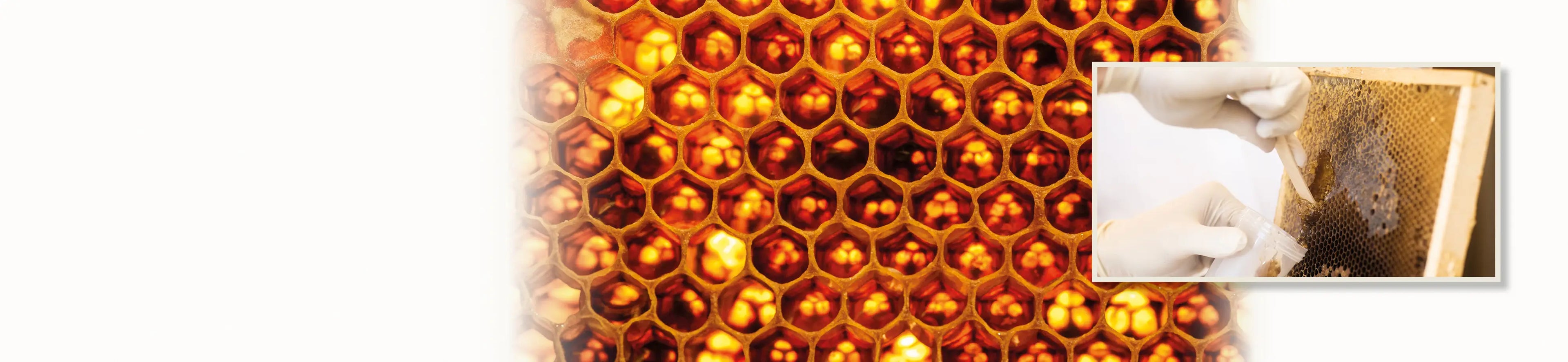 scientist taking honey to examine