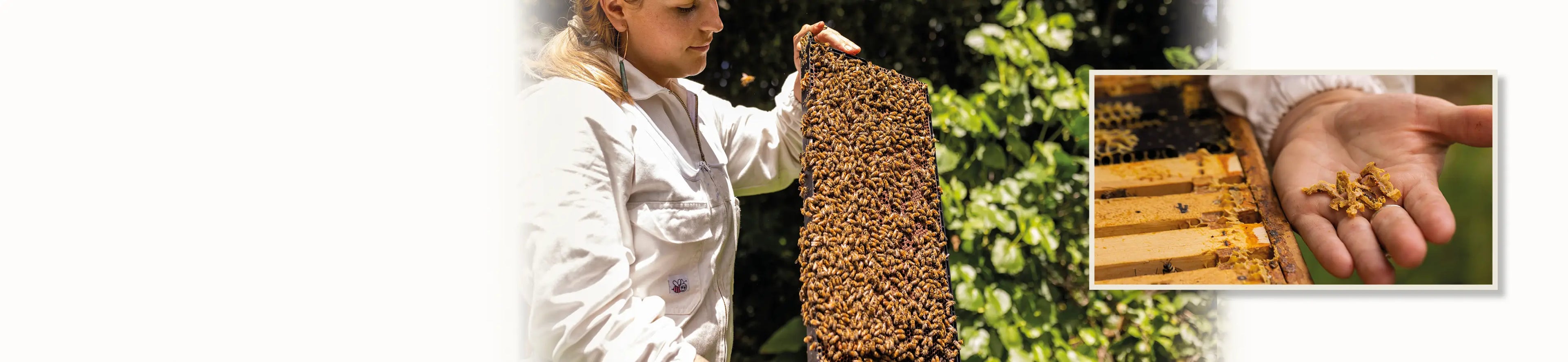 beekeeper appreciating the bees and holding pieces of propolis