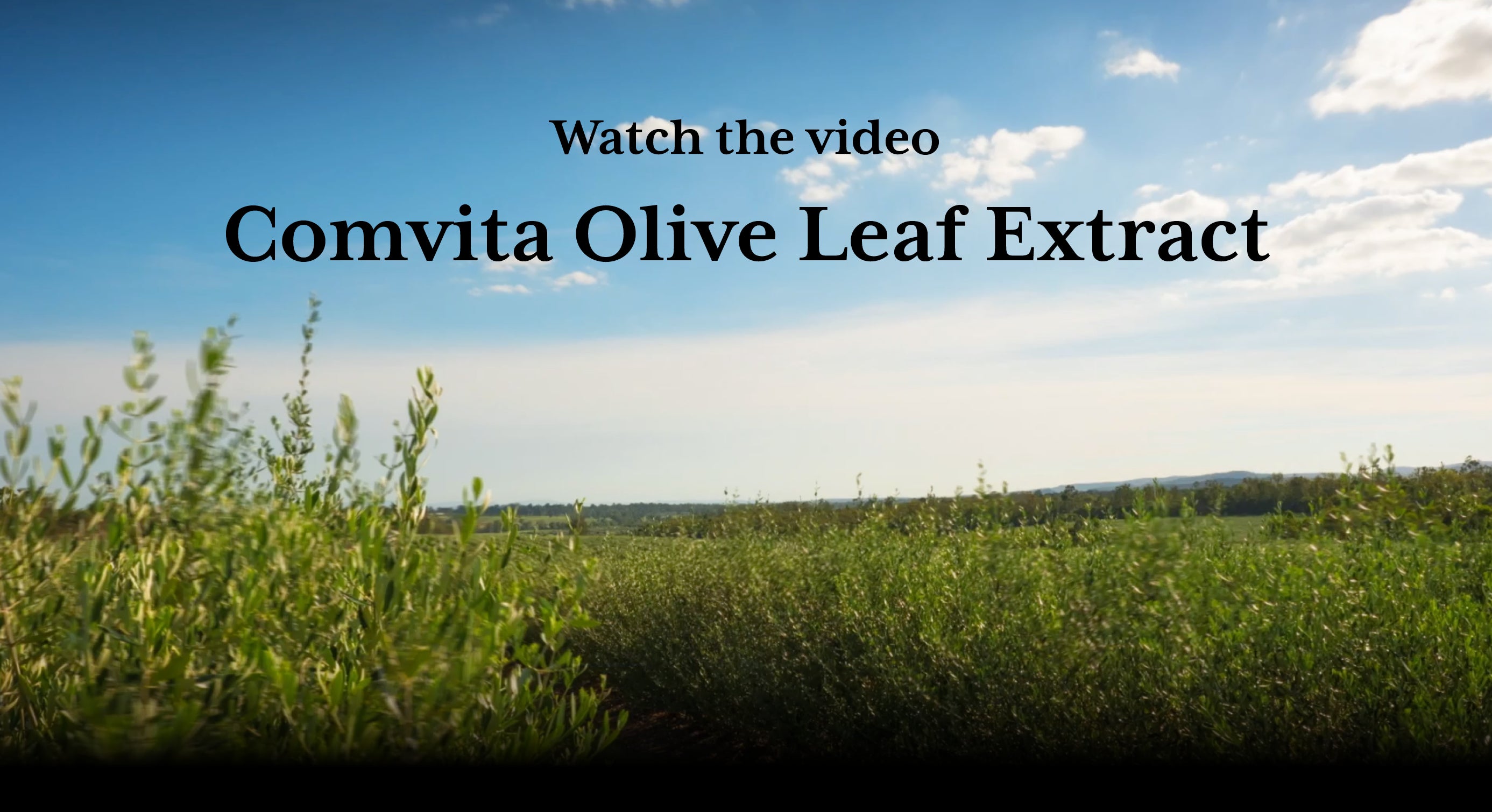 Load video: Video about fresh picked olive leaf