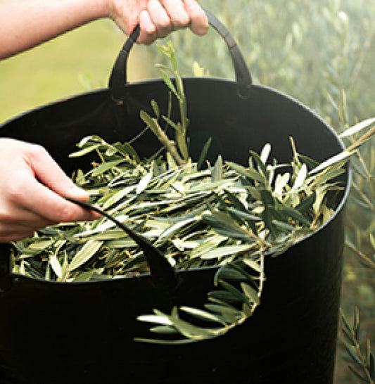 A bushel of Olive Leaves - fresh picked