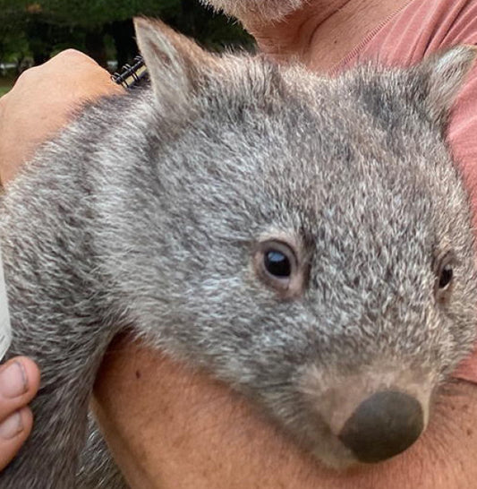 How Comvita Manuka Honey is Helping Australian Wildlife Affected by Bushfires