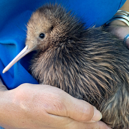 Tesoro the Kiwi