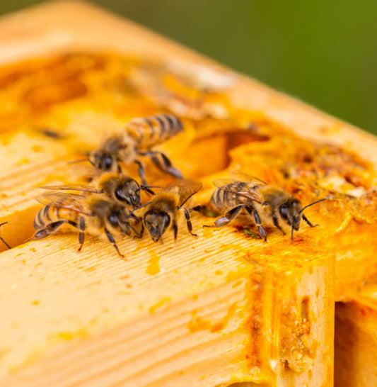 Bee Propolis