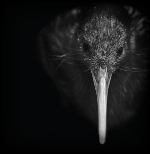 Save the Kiwi