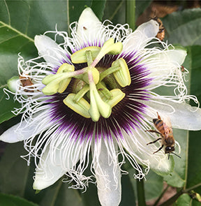 Bee on passionfruit flower