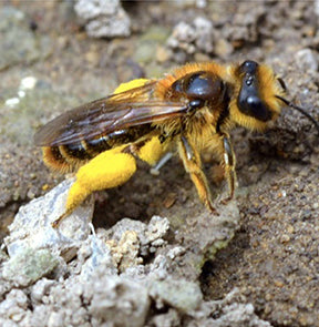 New Zealand Native Bees