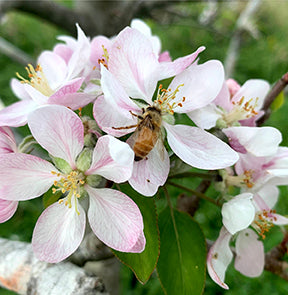 Bee on White and Pink Flower
