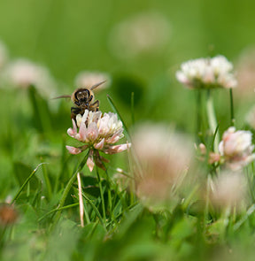Bee on clover flower