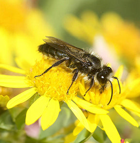 A native bee