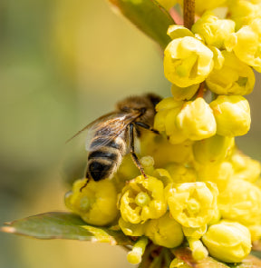 Our Heroes - the bees