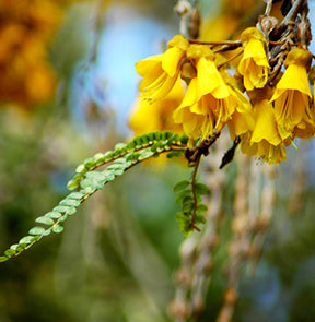 Kowhai flowers