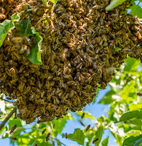 Bees swarming
