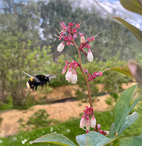 Bumble bee and pink flower