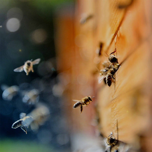 Bee in Winter