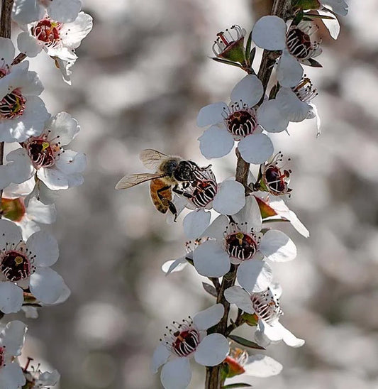 Mānuka Honey vs Regular Honey - What’s the Difference?