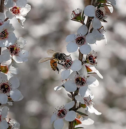 Mānuka Honey vs Regular Honey - What’s the Difference?