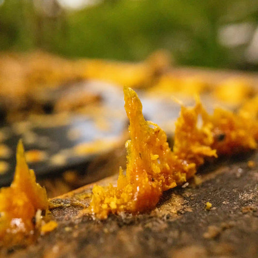 Boost your immunity with Propolis