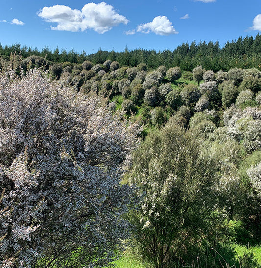 Manuka plantation in bloom