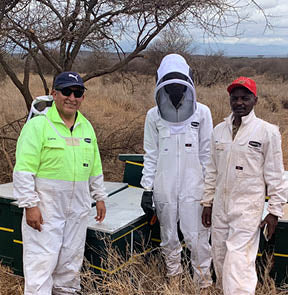 caring for bees in Kenya