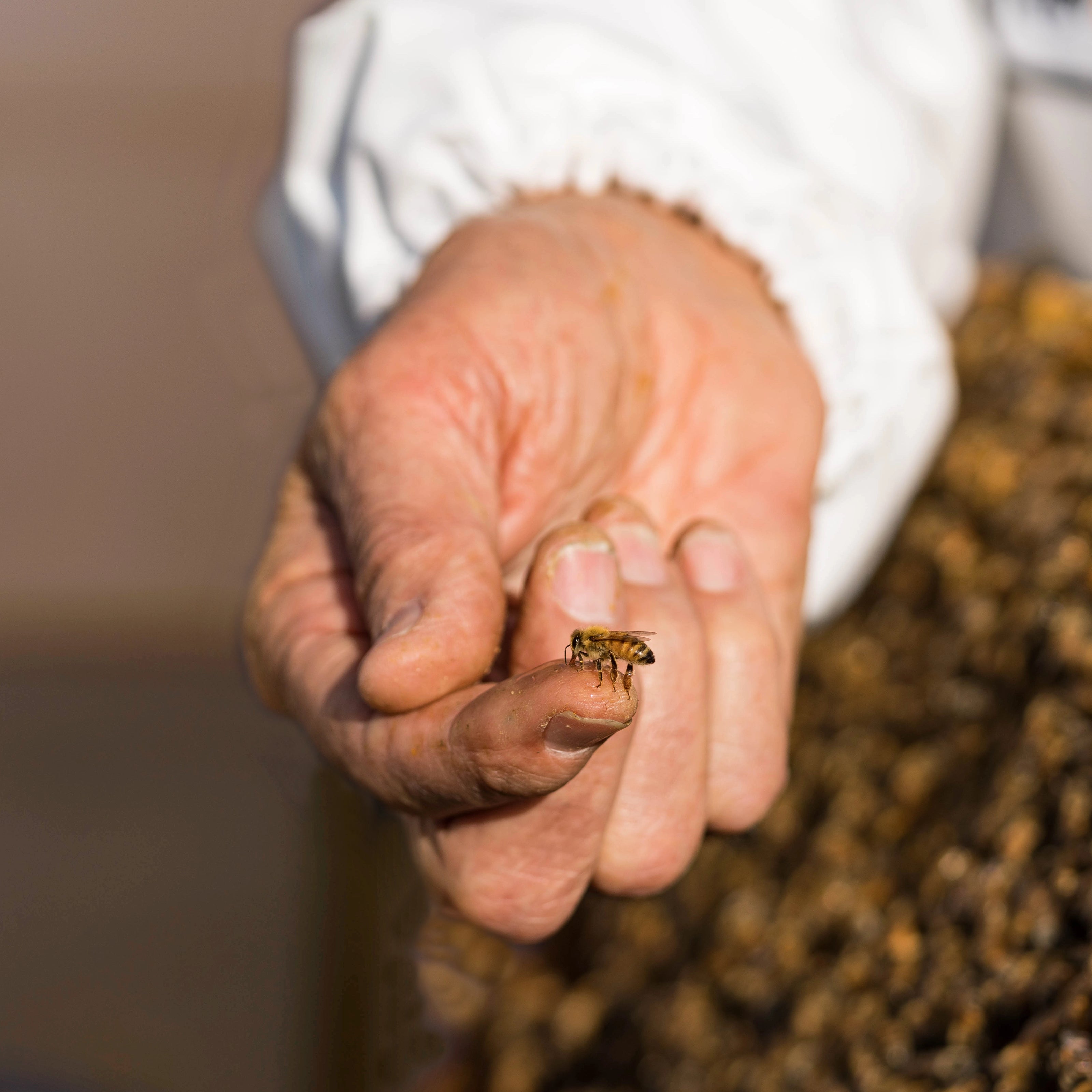 bee on keepers finger