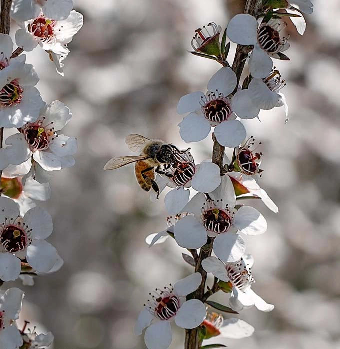 manuka flowers in full bloom