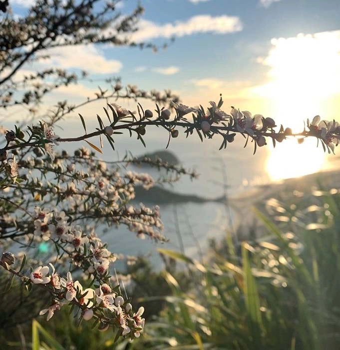 view over the ocean with manuka flowers in view