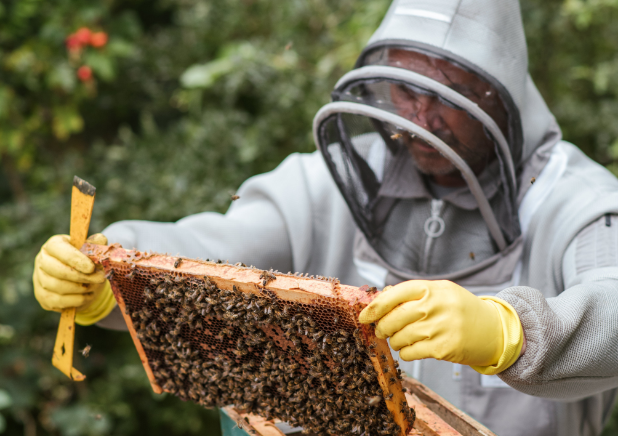 Beekeeper inspecting hive